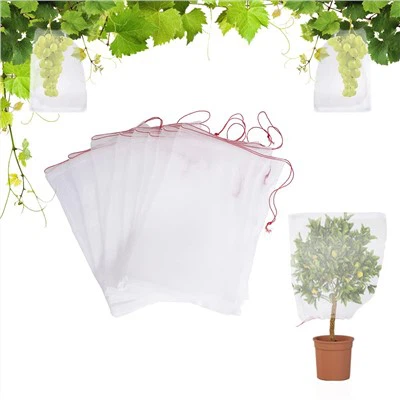 Trồng túi cho cây ăn quả