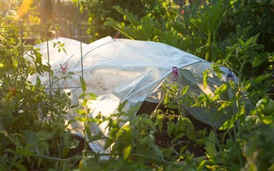 Vải sương giá Agribon